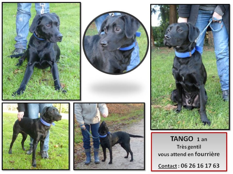 Urgence pour TANGO jeune labrador en fourrière  Tango_10