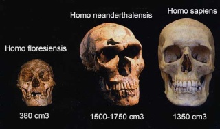 [Paléoanthropologie] L'homme de Florès (Homo floresiensis) Compar10