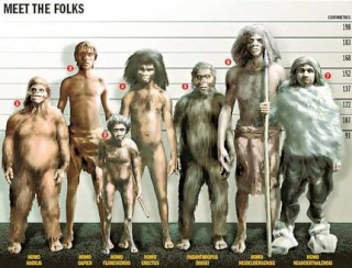 [Paléoanthropologie] L'homme de Florès (Homo floresiensis) Evolut10