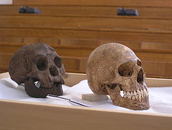 [Paléoanthropologie] L'homme de Florès (Homo floresiensis) Flora_11