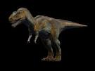 Les petites pattes antérieures du T Rex expliquées. T_rex10