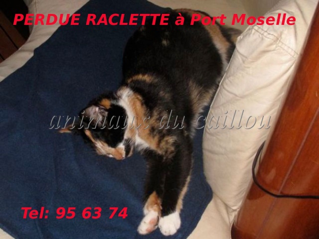 PERDUE RACLETTE chatte trois couleurs stérilisée à Port Moselle le 25/01/2013 20130210