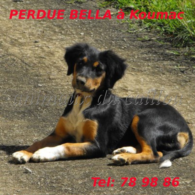 DISPARUE BELLA chienne de couleur noir blanc et feu à Koumac en septembre 2012 Bella10