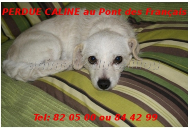 PERDUE CALINE petite chienne blanche au Pont des Français le 15/12/2013 Caline11