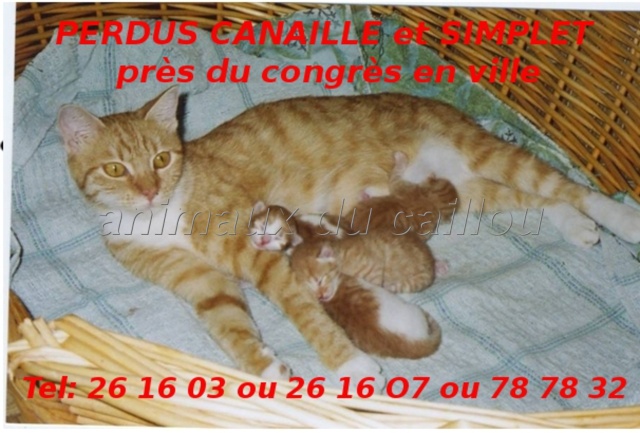 PERDUS CANAILLE (maman, tatouée) et SIMPLET (son fils), tigrés roux et blanc près du congrès en ville le 21/10/2012 (pour la maman) et le 06/11/2012( pour le fils) Canail10