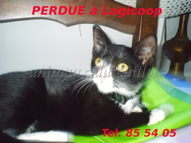 PERDUE chatte noire avec chaussettes blanches à Logicoop le 31/12/2012 Chatte17