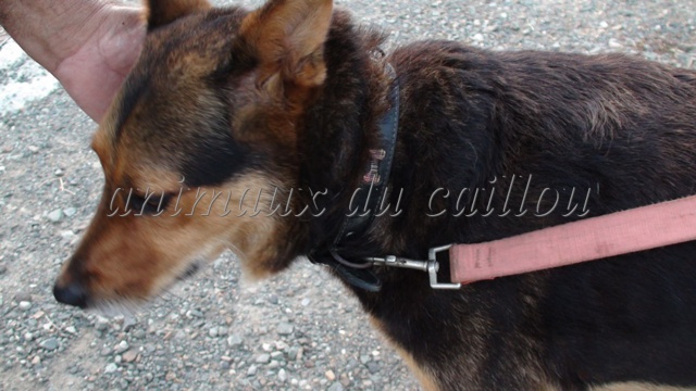 TROUVEE chienne berger noire et feu, collier noir avec os dessus à Magenta aérodrome le 26/12/2012 Chienn21