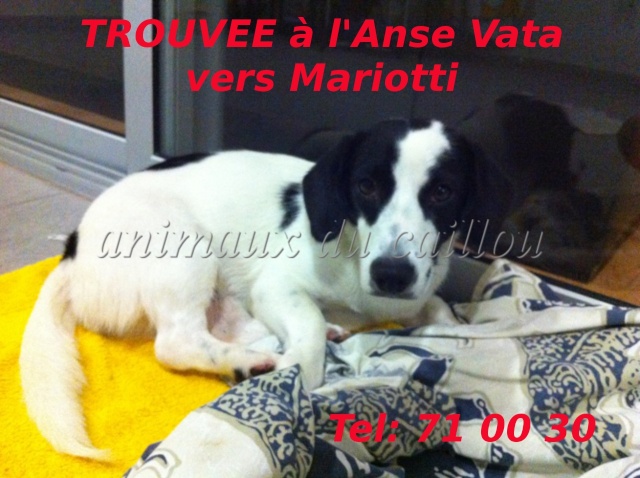 TROUVEE chienne noire et blanche à l'Anse Vata près du collège Mariotti le 02/01/2013 Chienn24