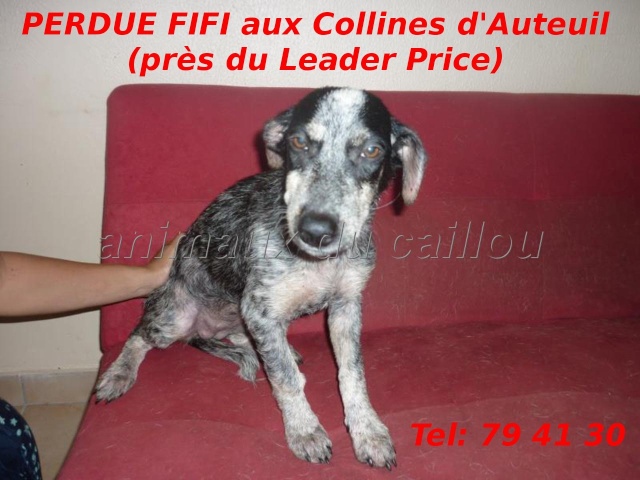 PERDUE FIFI jeune croisée chien bleu à la Colline d'Auteuil (près du Leader Price) vers le 10/01/2013 Ffifi10