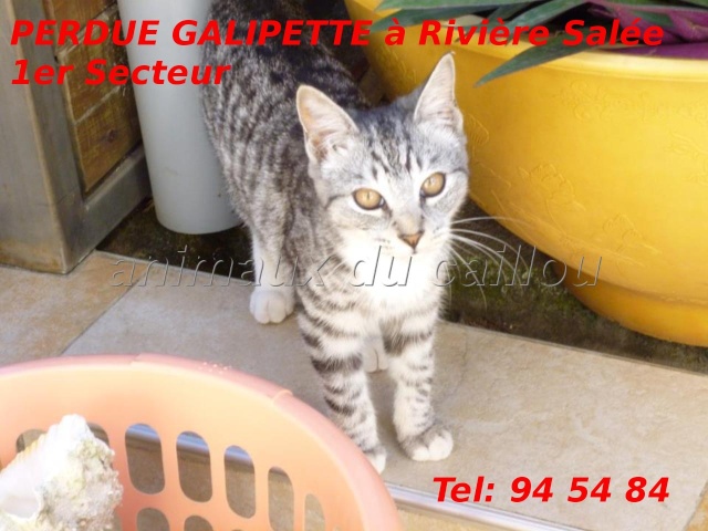 PERDUE GALIPETTE, chatte tigrée collier rouge avec clochette à Rivière Salée, 1er secteur le 11/01/2013 Galipe10