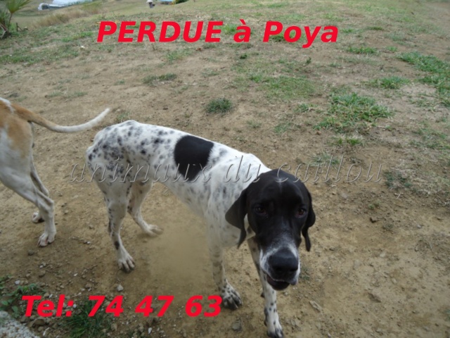 PERDUS 2 pointers, le mâle marron et blanc et la femelle noire et blanche à Poya en Novembre 2012 Pointe11