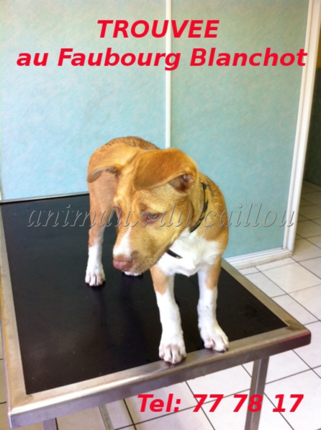 TROUVEE chiot femelle type pitt marron et blanche collier qui semble être jaune et noir au Faubourg Blanchot le 30/01/2013 Trouve10