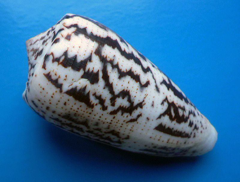 Conus (Pionoconus) magus assimilis Adams, 1855 voir Conus (Pionoconus) magus Conus_17
