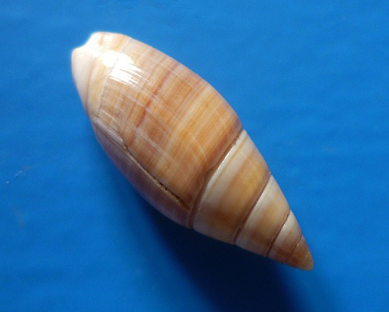 Olivella volutella (Lamarck, 1811) ou Lamprodoma volutella (Lamarck, 1811) Olivel12