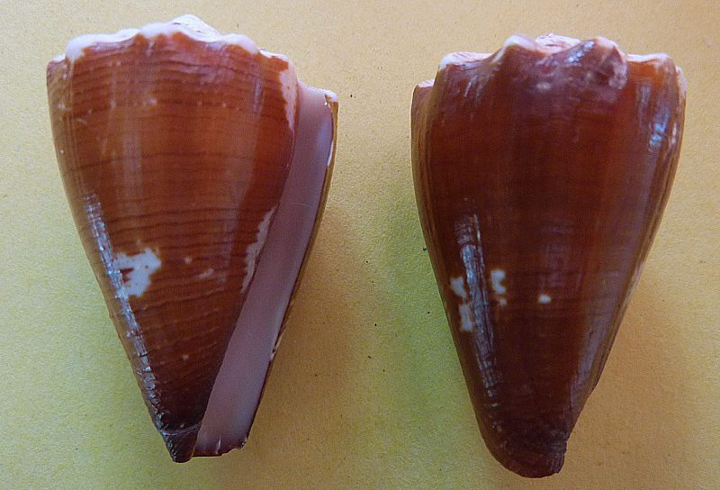 Conus (Stephanoconus) brunneus  W. Wood, 1828 P1090814