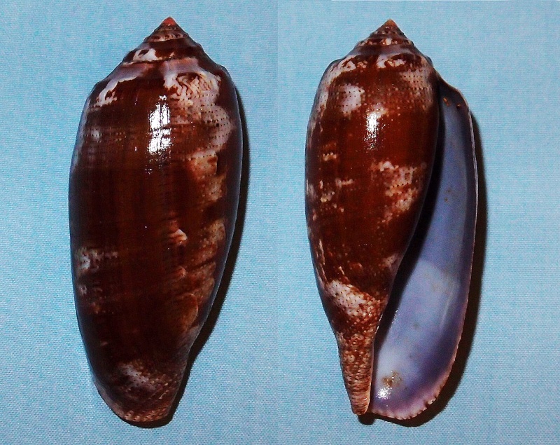 Conus (Gastridium) tulipa  Linnaeus, 1758 Pc251010