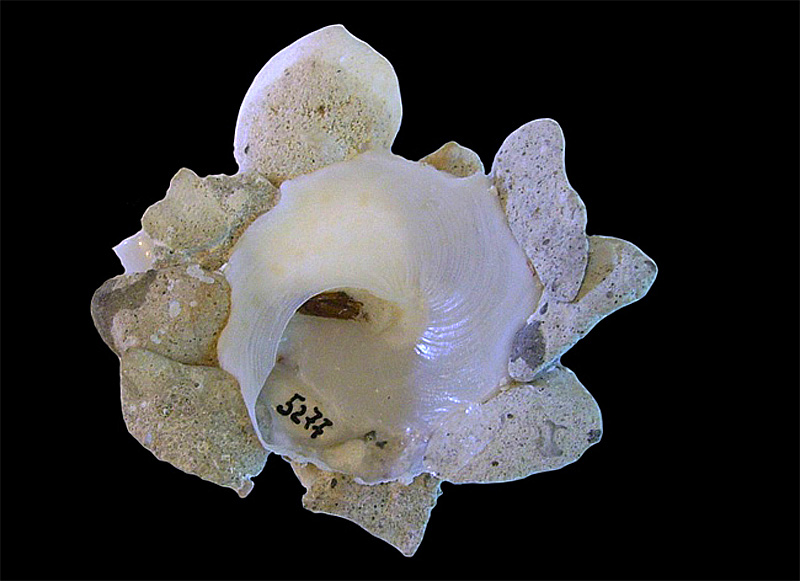 Xenophora flindersi (Cotton & Godfrey, 1938) X-aust13