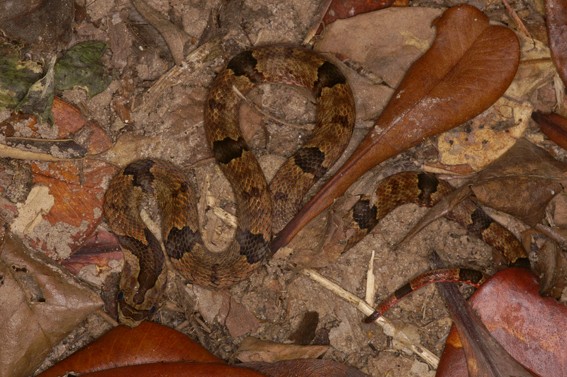 Northern Short-headed Snake (Oligodon ancorus) O_purp10