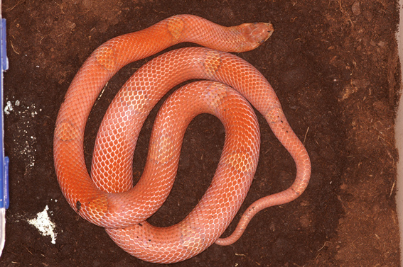 Northern Short-headed Snake (Oligodon ancorus) O_purp11