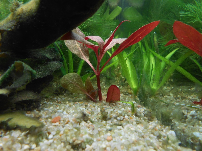 Le 210 litres des poissons rouges (Nouveau Départ : page 22) - Page 9 00811