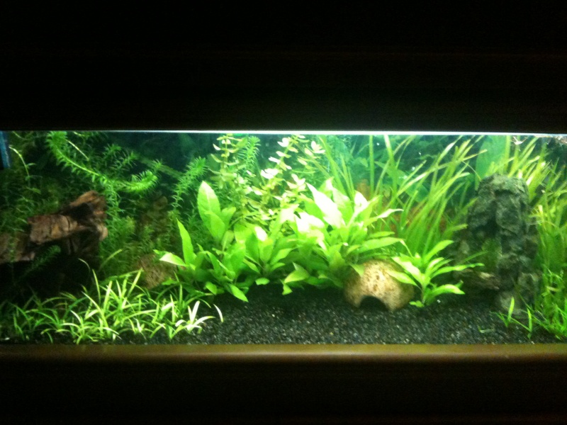 mon meuble aquarium (120 L ) [mise à jour le 30/12/2013] Img_1210