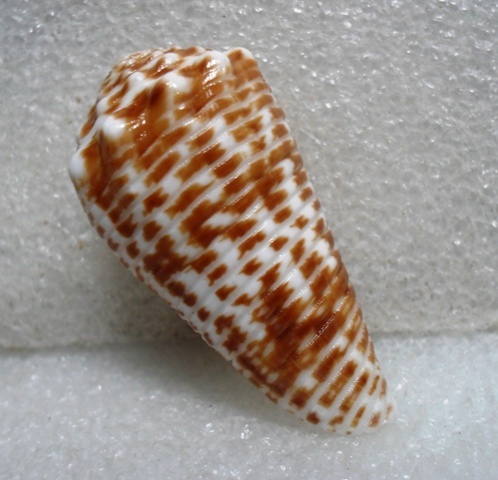 Conus (Asprella) sulcocastaneus (Kosuge, 1981) Kgrhqr10