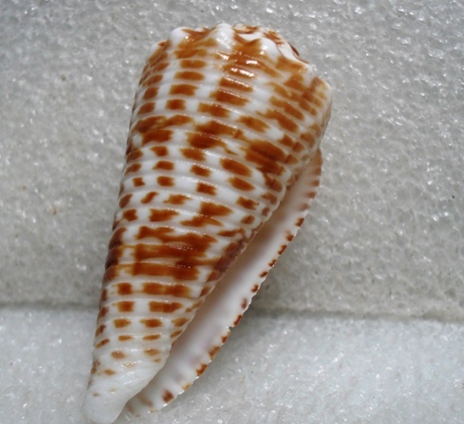 Conus (Asprella) sulcocastaneus (Kosuge, 1981) Kgrhqz10
