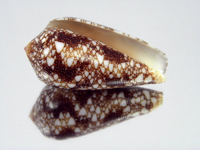Conus (Darioconus) omaria patonganus    da Motta, 1982  T2ec1612