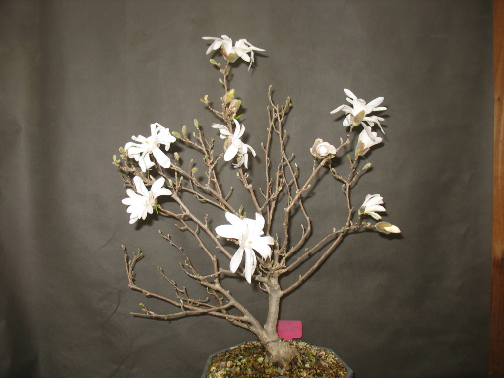 Magnolia Stellata Img_0023