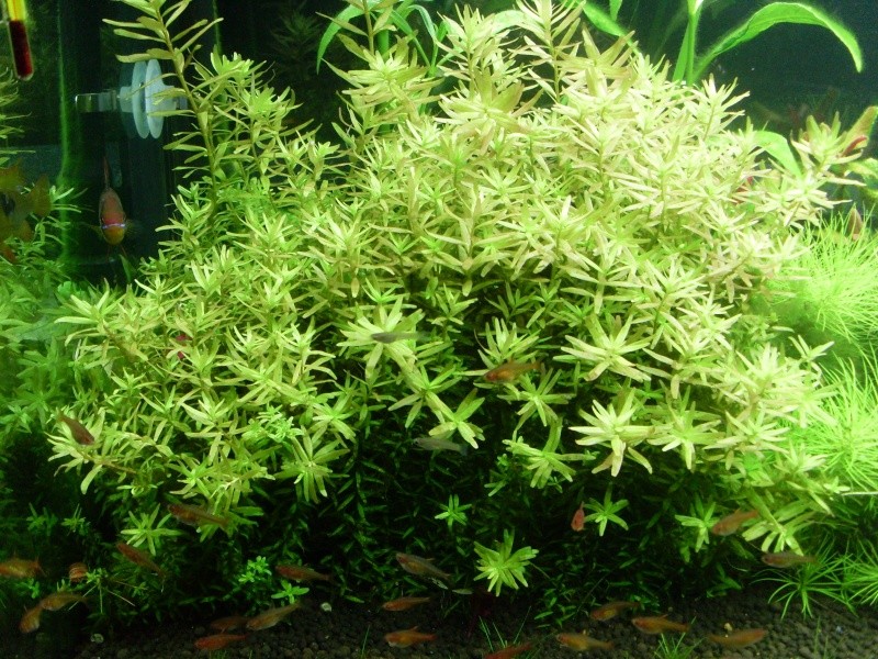 [ECH/DONNE] Rotala Rotundifolia Sl372411