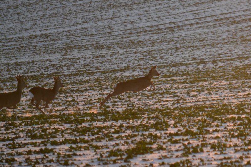 "Reportage de chasse .. " - Page 2 Dsc_0218