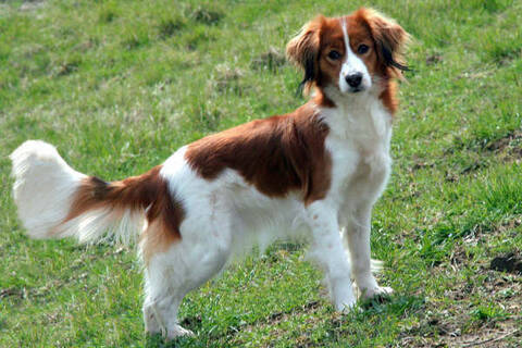 Kooikerhondje Ou Petit Chien Hollandais De Chasse Au Gibier