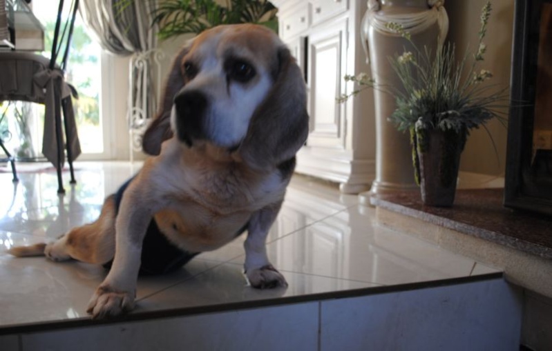 RUSTY - x beagle 12 ans (paralysé train arrière) MASAQ à Figeac (46)... adopté par sandra unamourdeyork Je_dec10