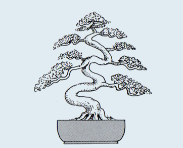 Stili Bonsai (teminologia Jap) Takozu11