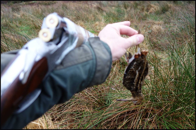 chasse bécasse Irlande et Ecosse - Page 2 Dsc00930