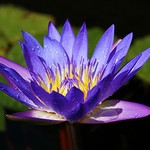 Lotus, symbole de vie et d'esprit Lotus10