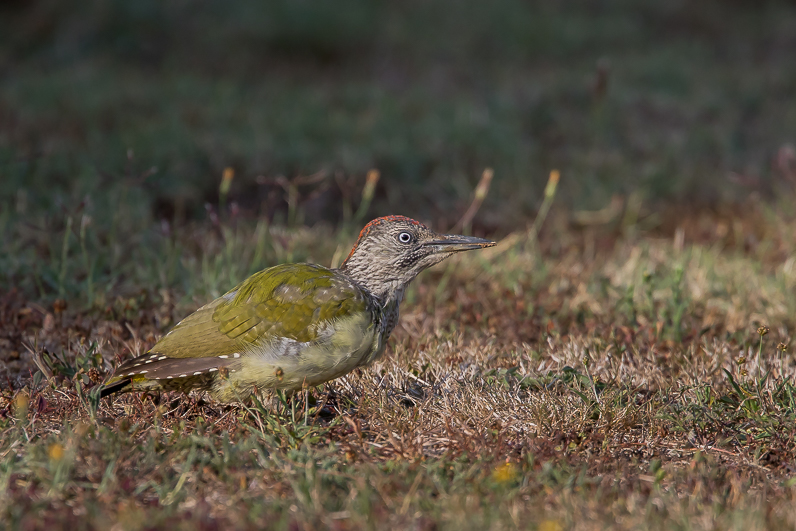 Jeune pic vert dans mon jardin Img_1213