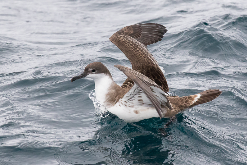 Puffin majeur Img_1912