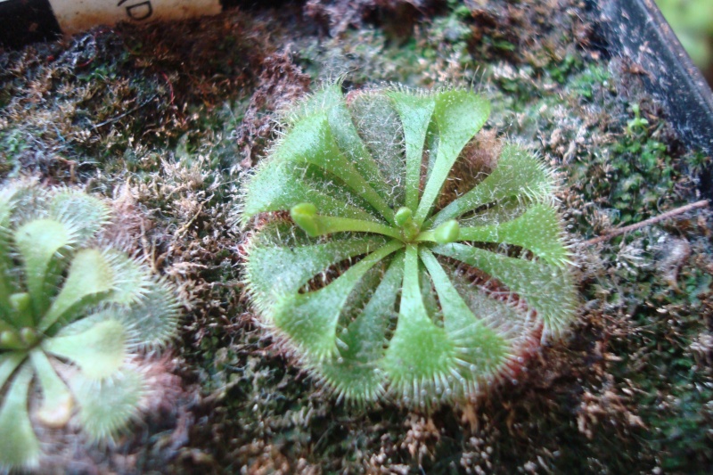 Drosera "Brevifolia" D_brev10