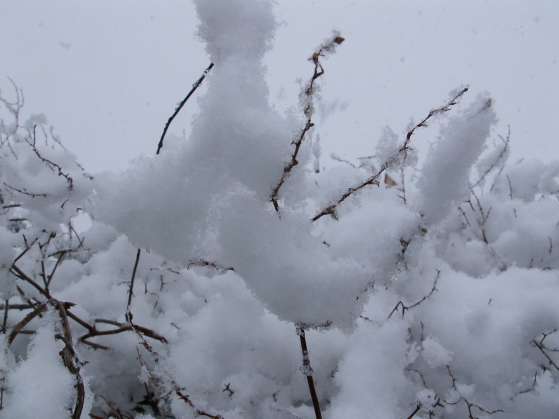 un arbre en hiver - participations Neige_10