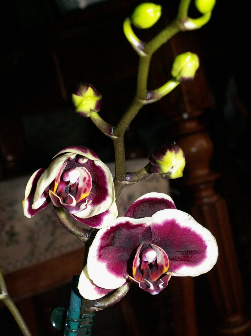 orchidées : nos floraisons au fil des saisons 2010-2013-2014  - Page 9 Phalae10