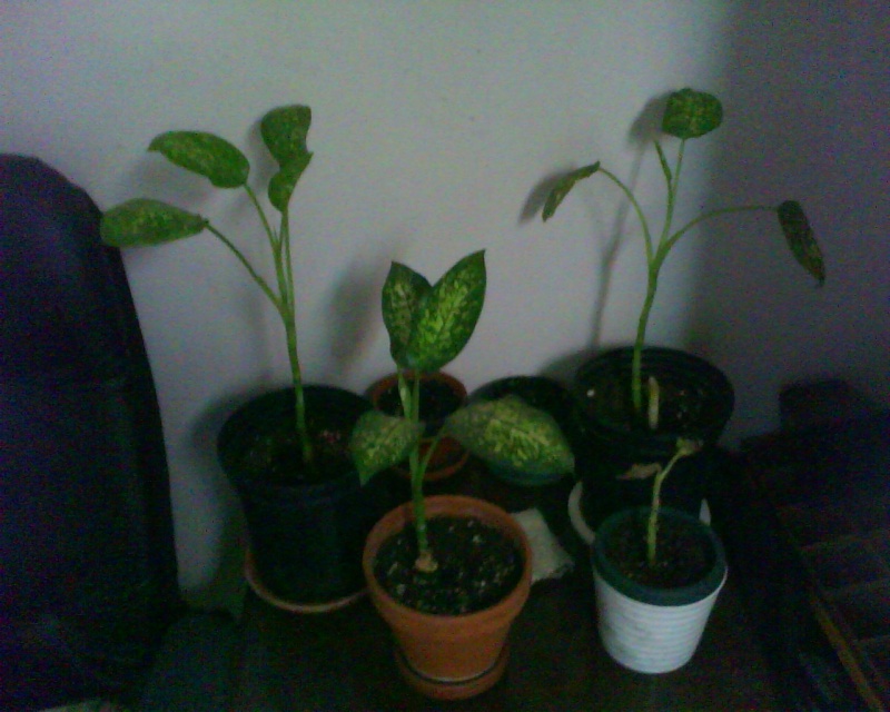 Mon  dieffenbachia perd ses feuilles  Dieffe13