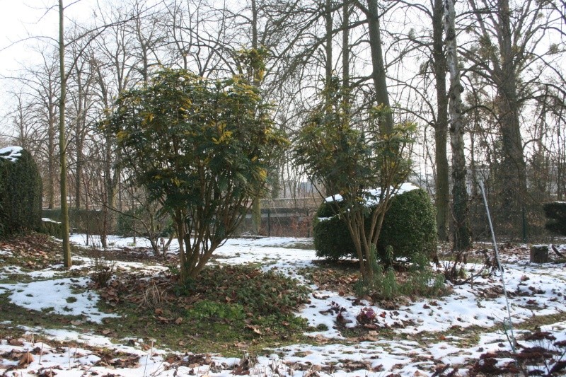 le jardin - Page 2 Img_8212