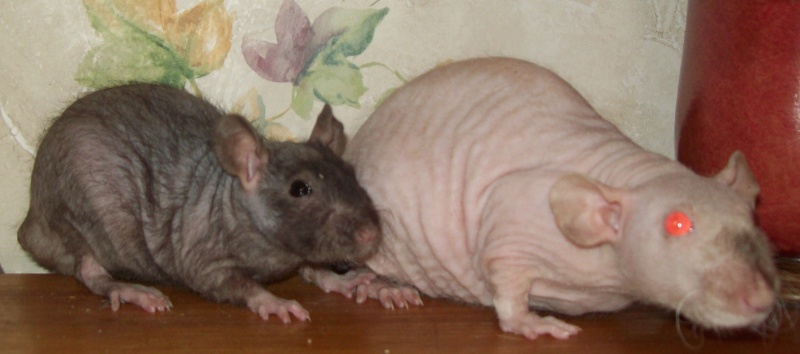 3 Female Hairless Rats 100_8811