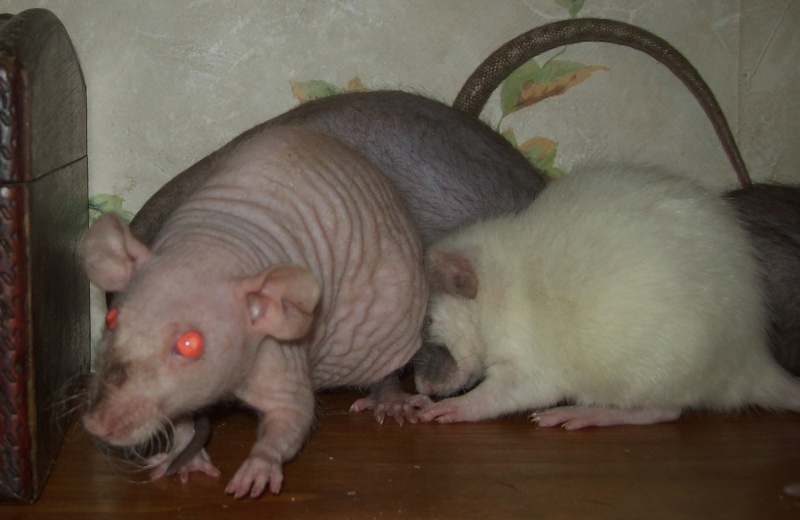 3 Female Hairless Rats 100_8812