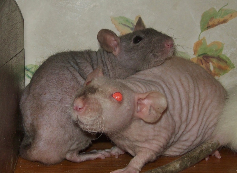 3 Female Hairless Rats 100_8815