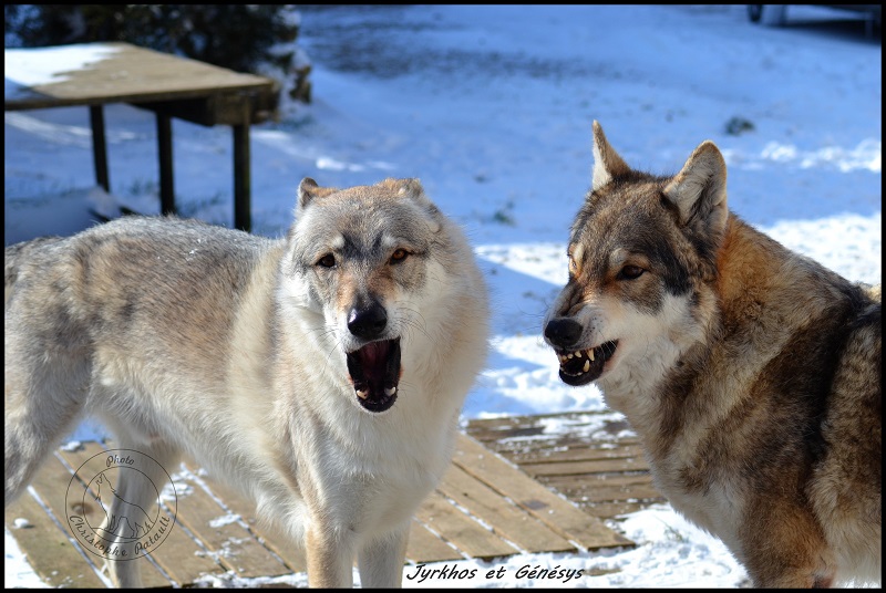 Genesys et Jyrkhos deux chiens loups tchèques  P12