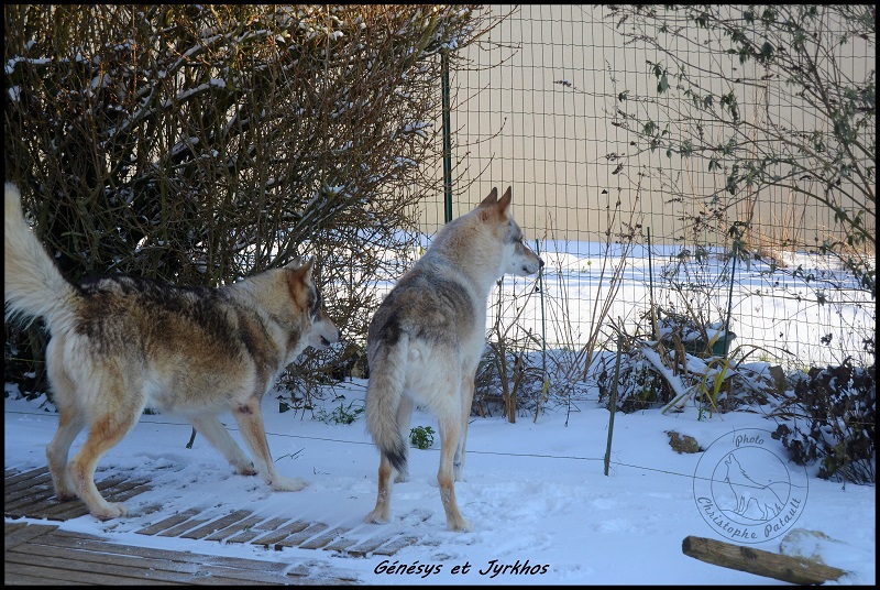 Genesys et Jyrkhos deux chiens loups tchèques  P512
