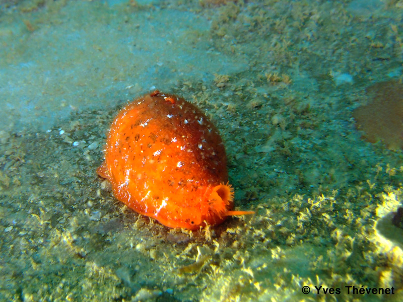 Palmadusta humphreysii - (Gray, 1825) - Live Ouamo-18