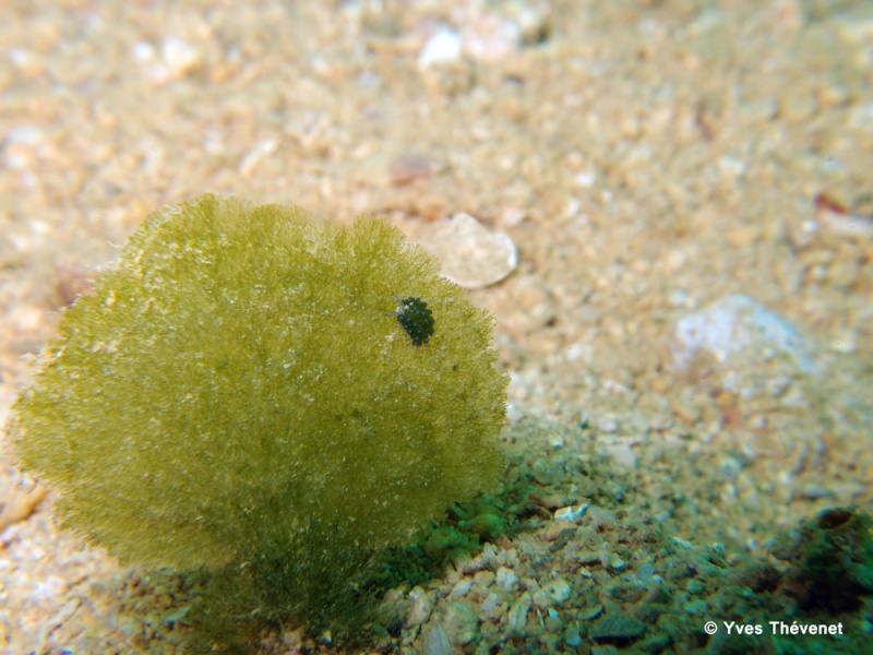 Costasiella sp. Opisthobranche. Ouamo-41